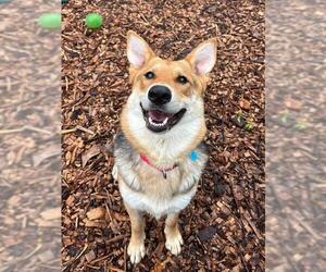 German Shepherd Dog-Unknown Mix Dogs for adoption in Waterford, VA, USA