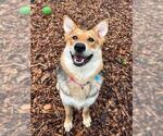 Small German Shepherd Dog Mix