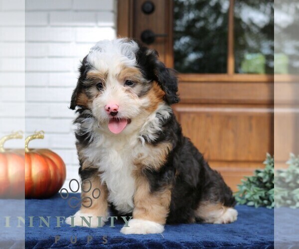 Medium Photo #2 Bernedoodle (Miniature) Puppy For Sale in LANCASTER, PA, USA