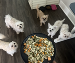 Small Photo #1 Mal-Shi-YorkiePoo Mix Puppy For Sale in ATLANTA, GA, USA