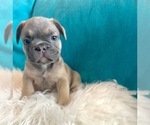 Small #2 French Bulldog