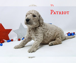 Small Photo #3 Goldendoodle Puppy For Sale in MIDDLESEX, NC, USA