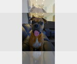 Phoenix IV - Female Boxer Dog for Adoption - Small photo