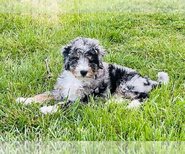 Medium Photo #1 Bernedoodle (Miniature) Puppy For Sale in HENDERSONVILLE, NC, USA