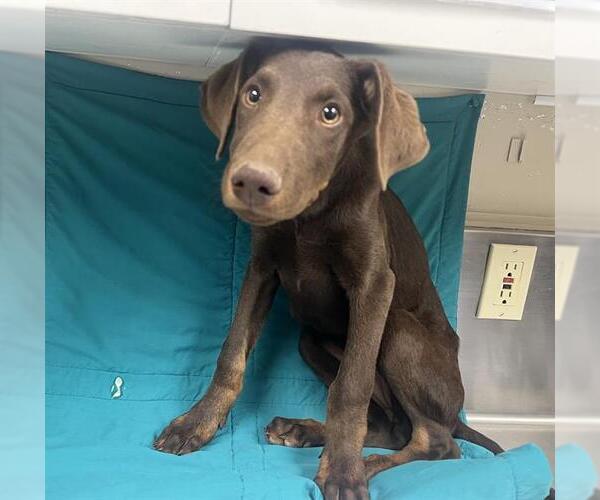 Medium Photo #1 Doberman Pinscher Puppy For Sale in HESPERIA, CA, USA