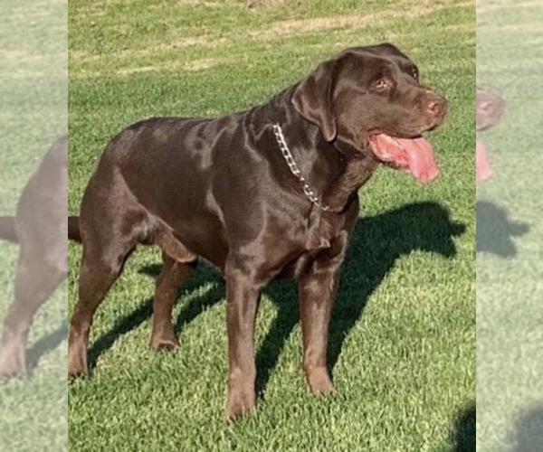 Medium Photo #1 Labrador Retriever Puppy For Sale in CERES, CA, USA