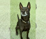 Small #1 Chihuahua Mix