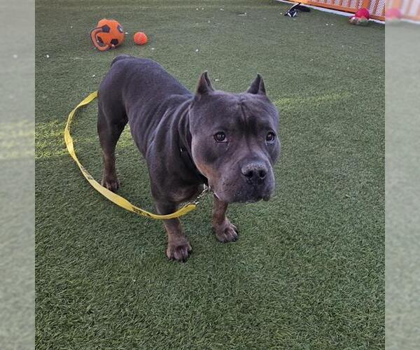 Medium Photo #1 American Bulldog-Unknown Mix Puppy For Sale in Las Vegas, NV, USA