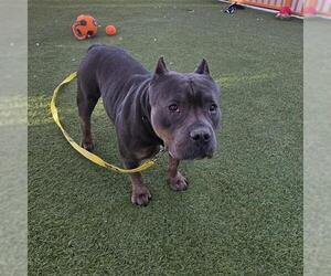 American Bulldog-Unknown Mix Dogs for adoption in Las Vegas, NV, USA