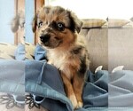 Small Photo #164 Australian Shepherd Puppy For Sale in LEBANON, IN, USA