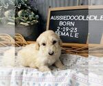 Small Photo #4 Aussiedoodle Puppy For Sale in NEW YORK MILLS, MN, USA
