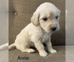 Small Photo #1 Goldendoodle Puppy For Sale in CAPON BRIDGE, WV, USA