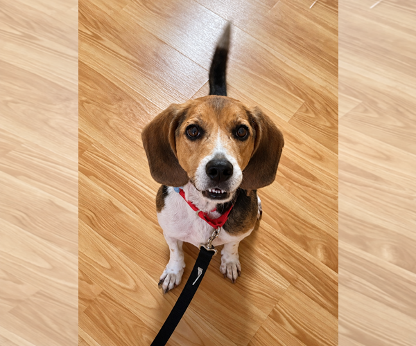 Medium Photo #2 Beagle-Unknown Mix Puppy For Sale in Dunnellon, FL, USA