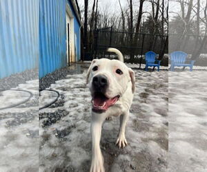 Mutt Dogs for adoption in Forest, VA, USA