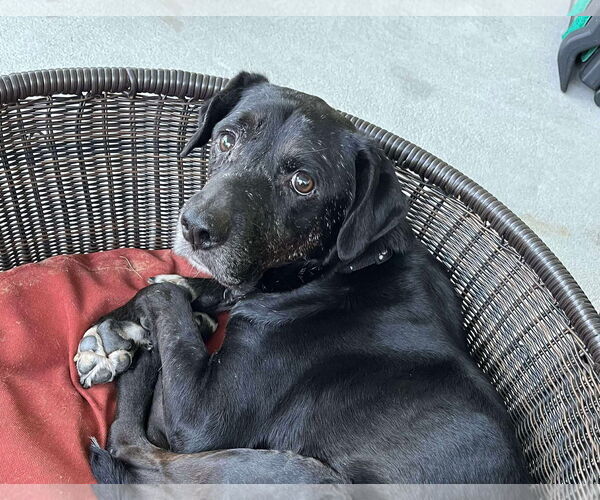 Medium Photo #3 Labrador Retriever Puppy For Sale in Stratham, NH, USA