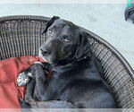 Small #2 Labrador Retriever