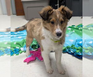 Mutt Dogs for adoption in Caldwell, NJ, USA