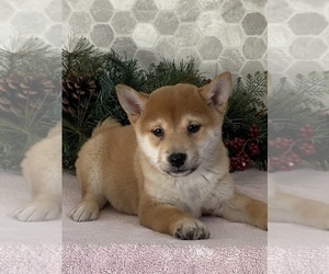 Shiba Inu Dog for Adoption in CANOGA, New York USA