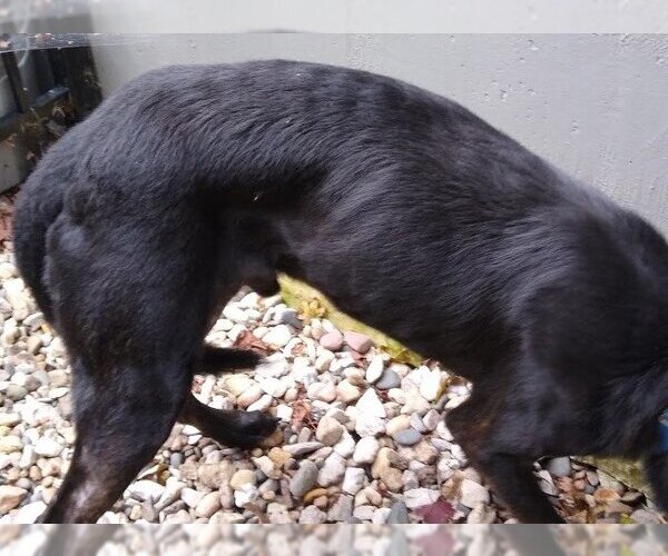 Medium Photo #25 German Shepherd Dog Puppy For Sale in Kansas City, MO, USA