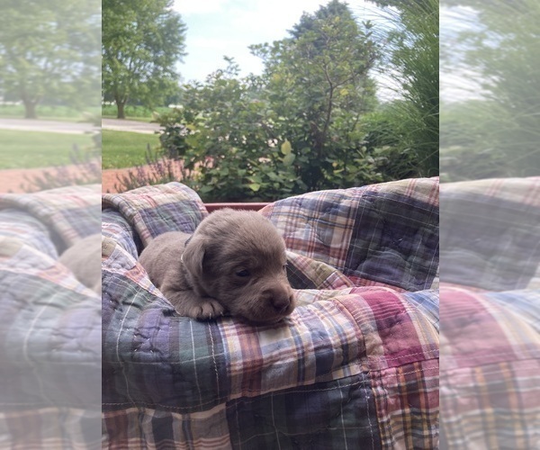 Medium Photo #5 Labrador Retriever Puppy For Sale in MIDDLEBURY, IN, USA