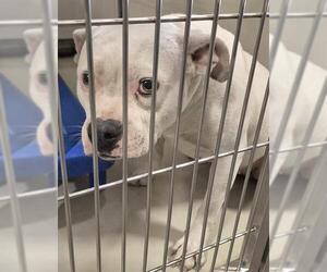 Mutt Dogs for adoption in Bakersfield, CA, USA