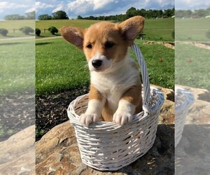 Pembroke Welsh Corgi Puppy for sale in FREDERICKSBG, OH, USA