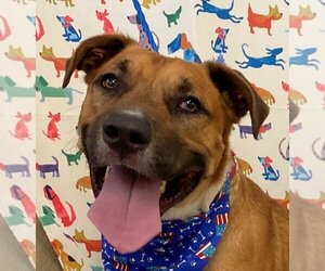 Black Mouth Cur-Boxer Mix Dogs for adoption in HOUSTON, TX, USA