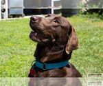 Small #1 Labrador Retriever