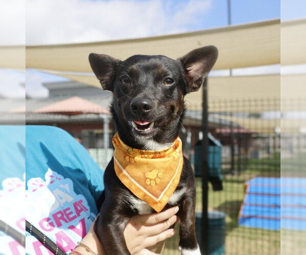 Medium Photo #1 Chihuahua-Unknown Mix Puppy For Sale in San Antonio, TX, USA