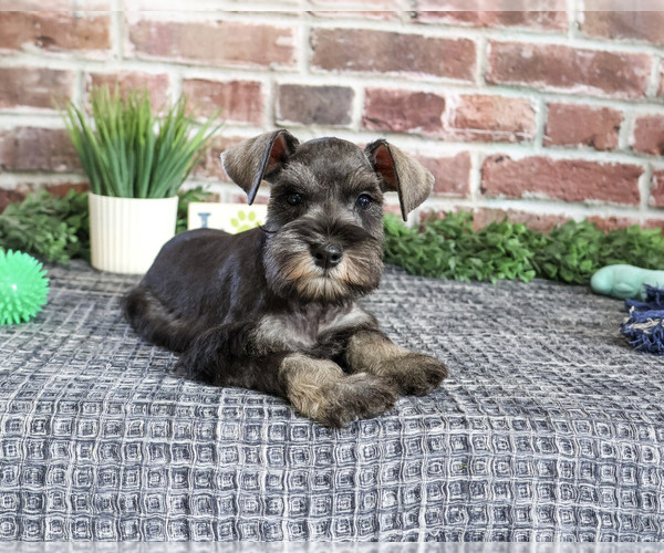 Medium Photo #4 Schnauzer (Miniature) Puppy For Sale in SYRACUSE, IN, USA