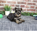 Small Photo #4 Schnauzer (Miniature) Puppy For Sale in SYRACUSE, IN, USA