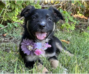 Border-Aussie Dogs for adoption in Phoenix, AZ, USA