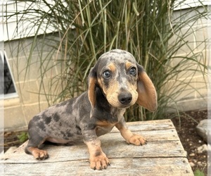 Dachshund Puppy for sale in MIDDLEBURY, IN, USA