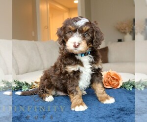 Bernedoodle (Miniature) Puppy for sale in LANCASTER, PA, USA