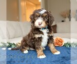 Small Bernedoodle (Miniature)