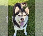 Small #2 Siberian Husky