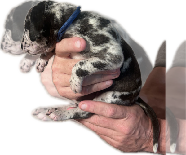 Medium Photo #34 Great Dane Puppy For Sale in WILLIS, TX, USA