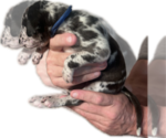 Small Photo #34 Great Dane Puppy For Sale in WILLIS, TX, USA