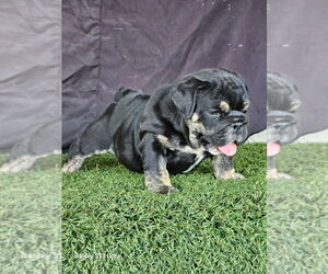 English Bulldog Puppy for sale in FORT LAUDERDALE, FL, USA