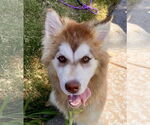Small #2 Siberian Husky Mix