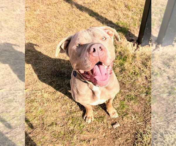 Medium Photo #11 Mastiff-Unknown Mix Puppy For Sale in Bryant, AR, USA