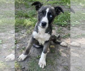 Huskies -Unknown Mix Dogs for adoption in Clarkston, MI, USA