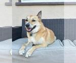 Small #2 Labrador Retriever Mix