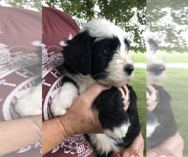 Medium Photo #1 Sheepadoodle Puppy For Sale in SHIPMAN, IL, USA