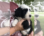Small Photo #1 Sheepadoodle Puppy For Sale in SHIPMAN, IL, USA