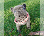 Small Photo #17 French Bulldog Puppy For Sale in MARYSVILLE, WA, USA