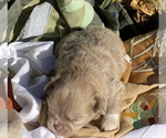 Small Photo #5 Chihuahua Puppy For Sale in RAWSONVILLE, MI, USA