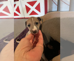 Small Photo #8 Italian Greyhound Puppy For Sale in EAST FARMINGDALE, NY, USA