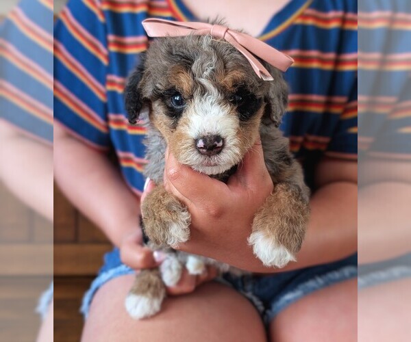 Medium Photo #1 Bernedoodle (Miniature) Puppy For Sale in DAVIS, CA, USA
