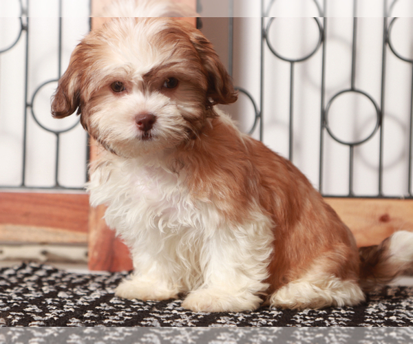 Medium Photo #2 Zuchon Puppy For Sale in NAPLES, FL, USA